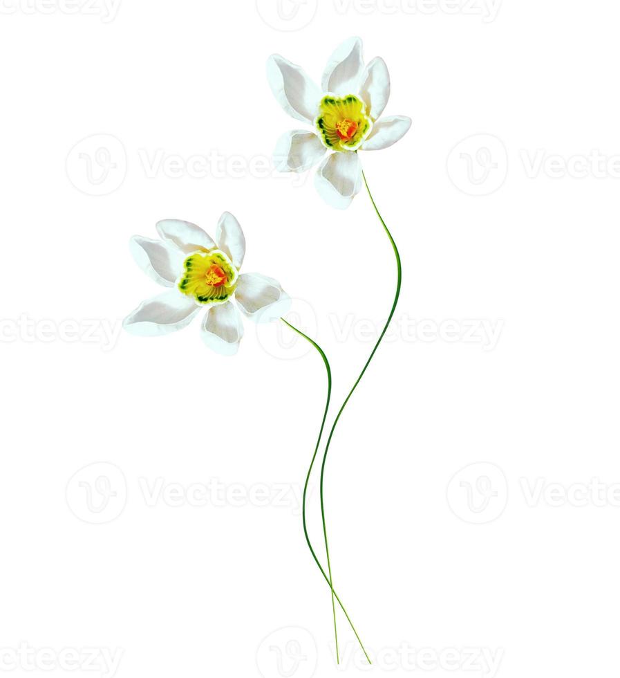 spring flowers snowdrops isolated on white background. photo