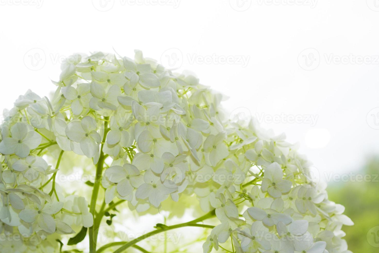 Colorful hydrangea flowers. photo