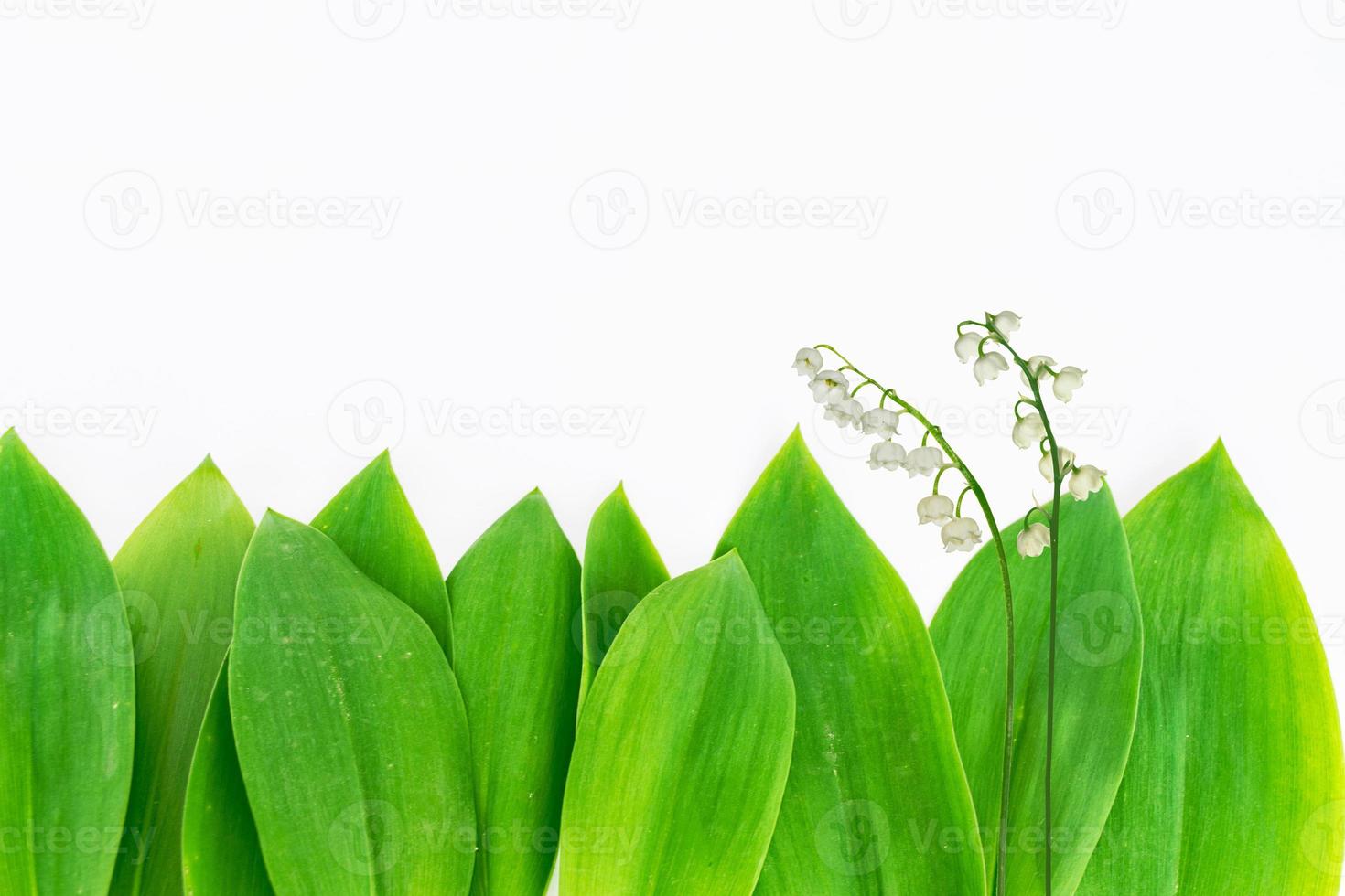 Lily of the valley flower on white background photo