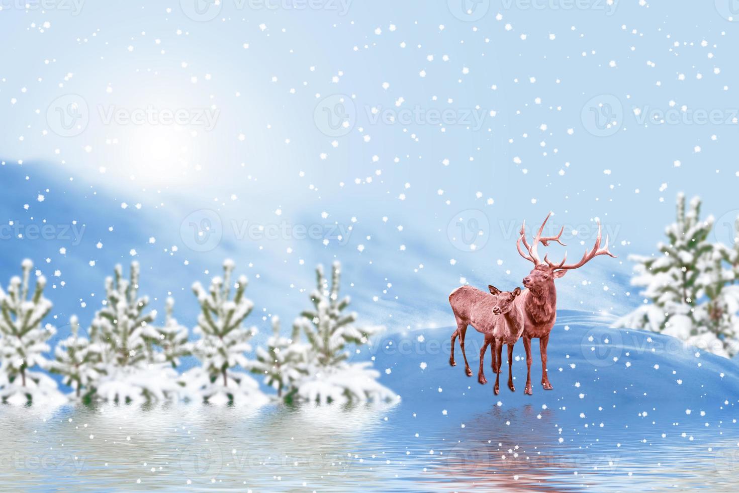 forest in the frost. Winter landscape. Snow covered trees. deer photo