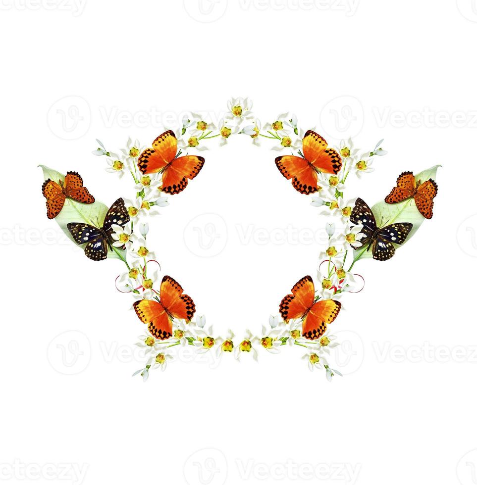 branch of flowers and butterflies isolated on a white background photo