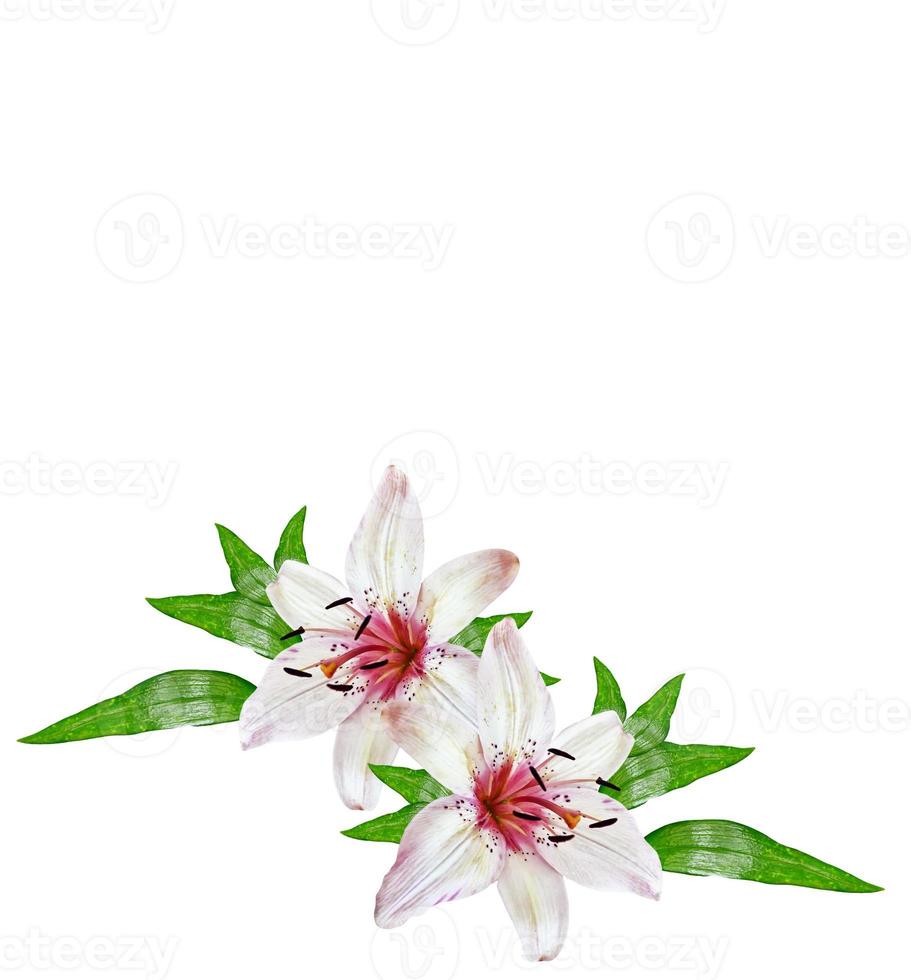 Flower lily isolated on white background. photo