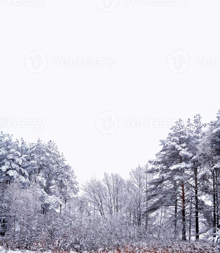 forest in the frost. Winter landscape. Snow covered trees photo