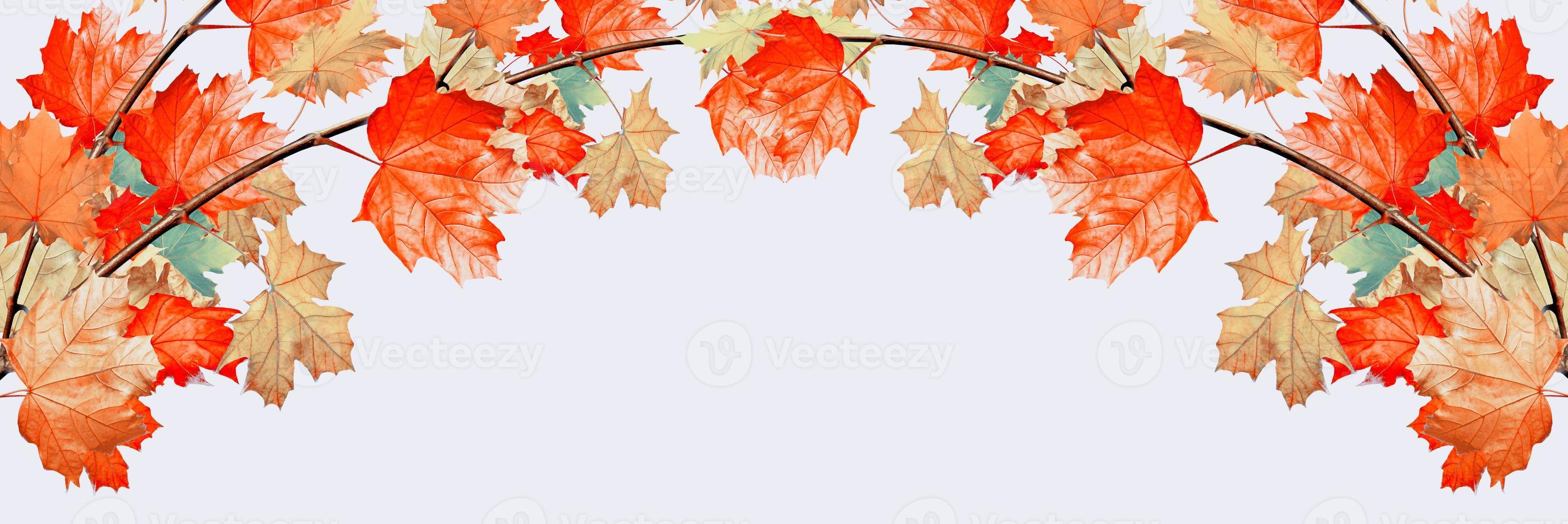 autumn leaves isolated on white background. photo