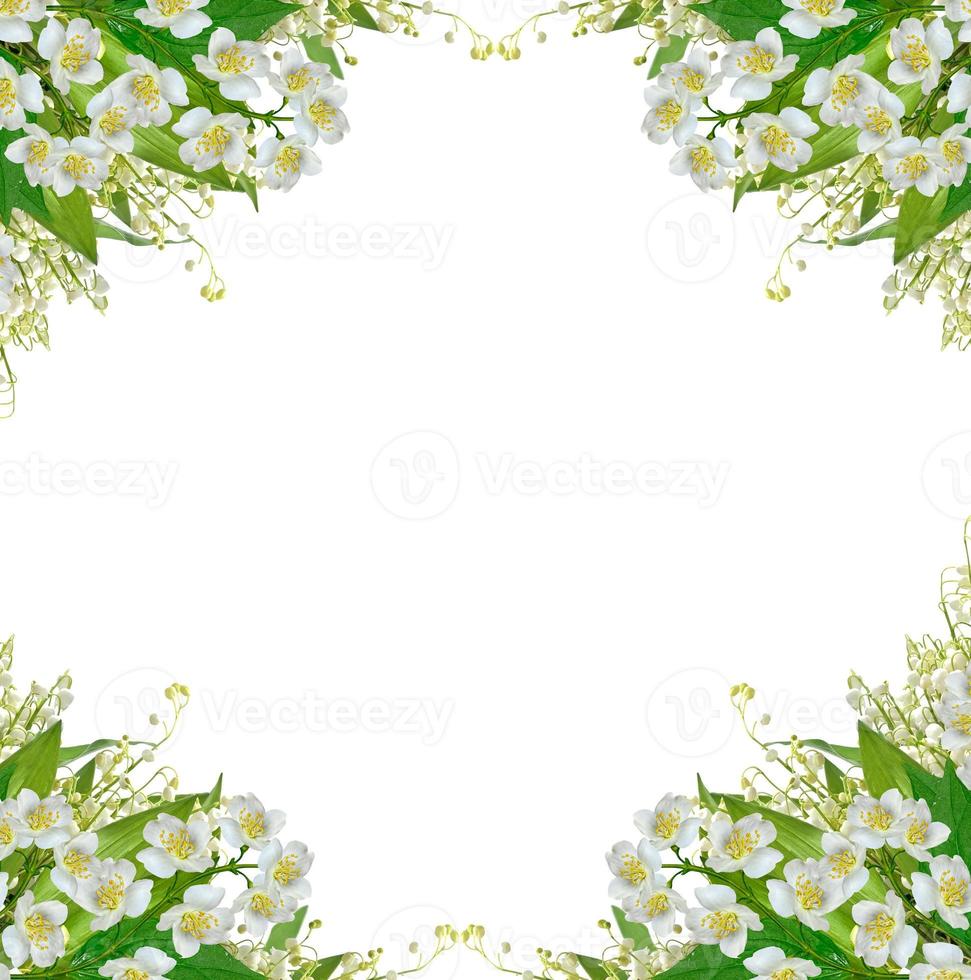 White jasmine flower. photo