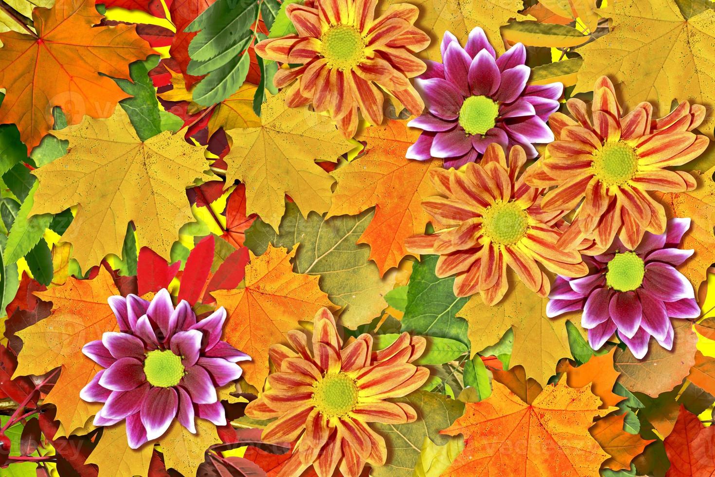 abstract background of autumn leaves photo