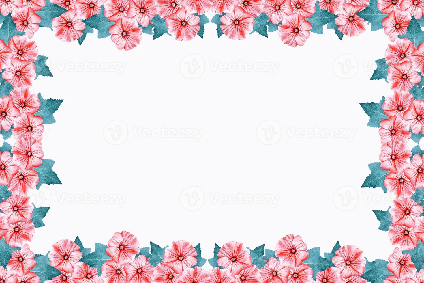 lavatera flowers isolated on white background. bright flower photo