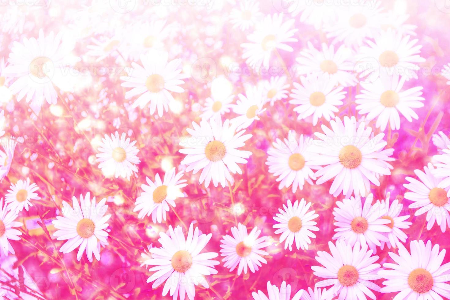 White bright daisy flowers on a background of the summer landscape. photo