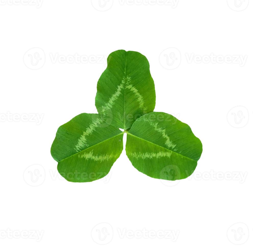 green clover leaves isolated on white background. St.Patrick 's Day photo