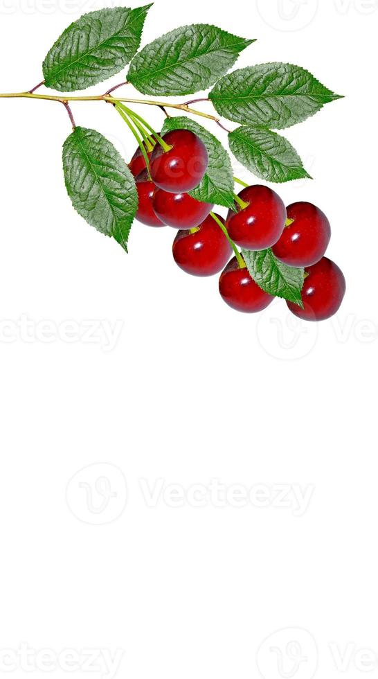 branch of berries cherries with leaves isolated on white background photo