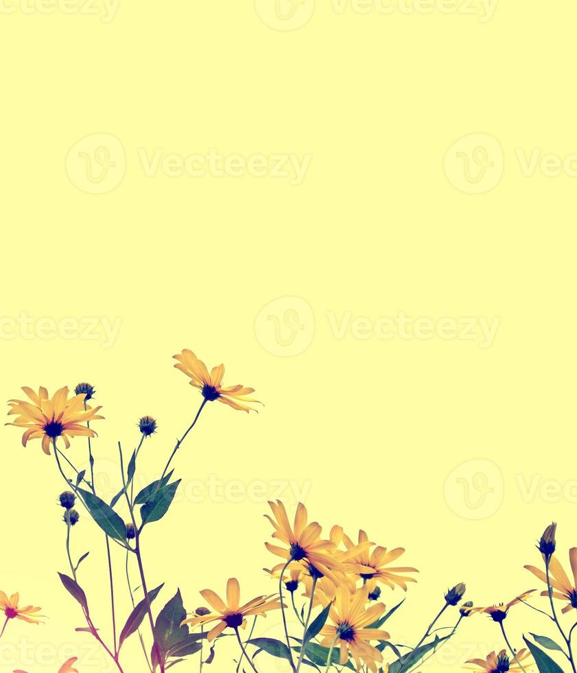 Colorful  flowers dahlia on the background of the summer landscape photo
