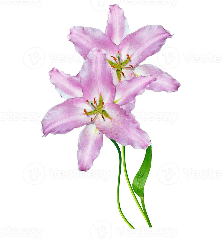 Flower lily isolated on white background. photo