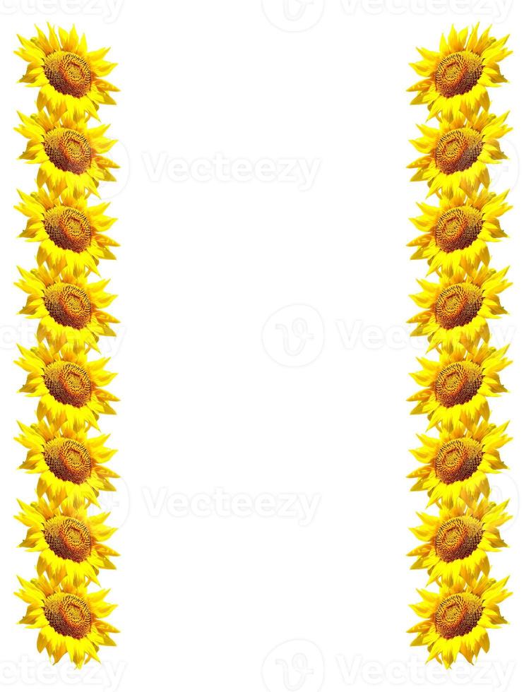 beautiful sunflower isolated on a white background photo