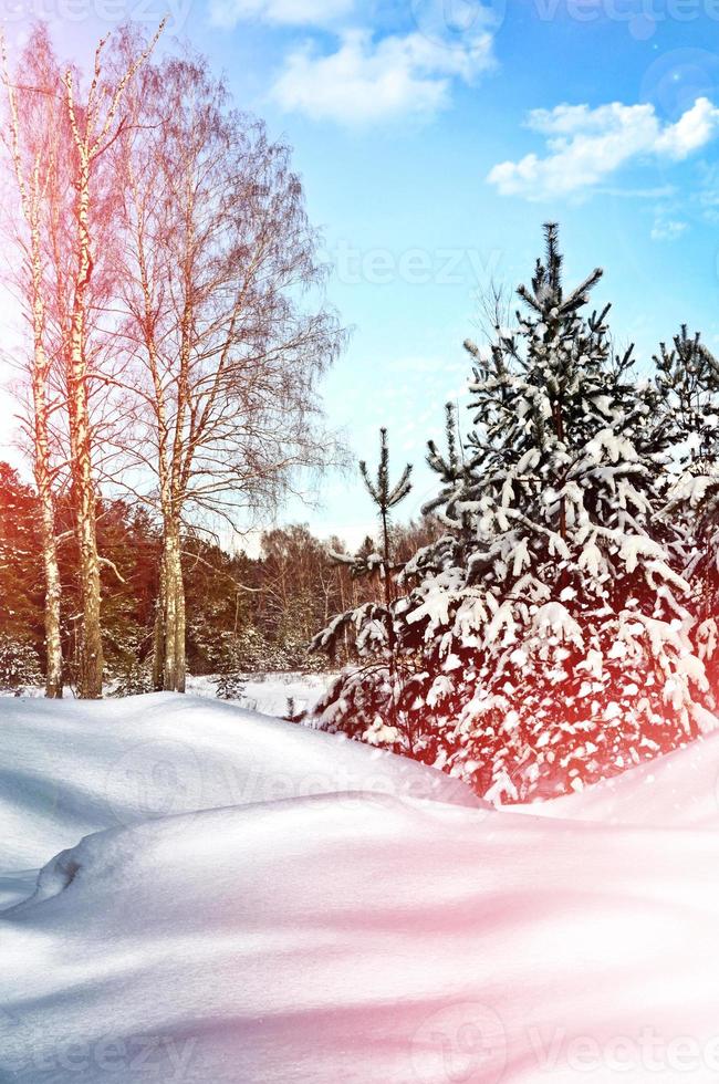 bosque de invierno paisaje de invierno foto