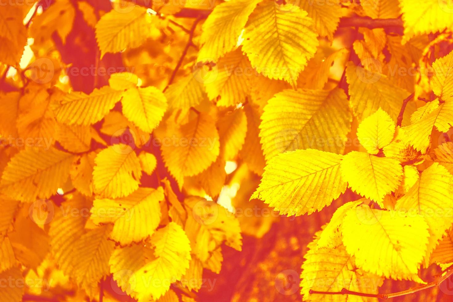 autumn landscape with bright colorful foliage. Indian summer. photo