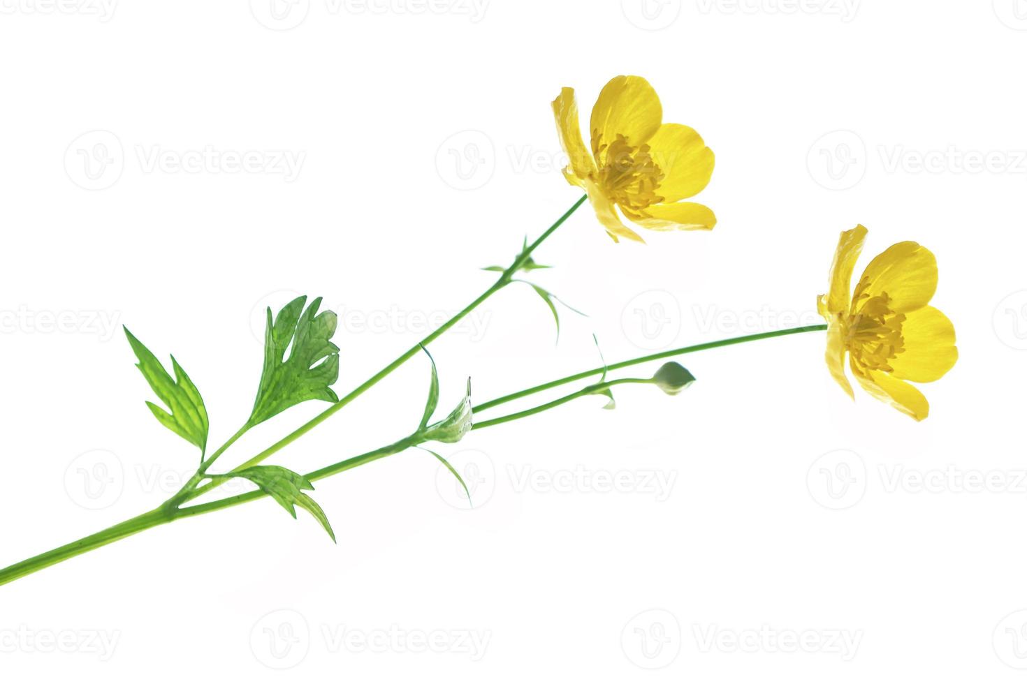 Yellow wildflowers buttercup isolated on white background. photo