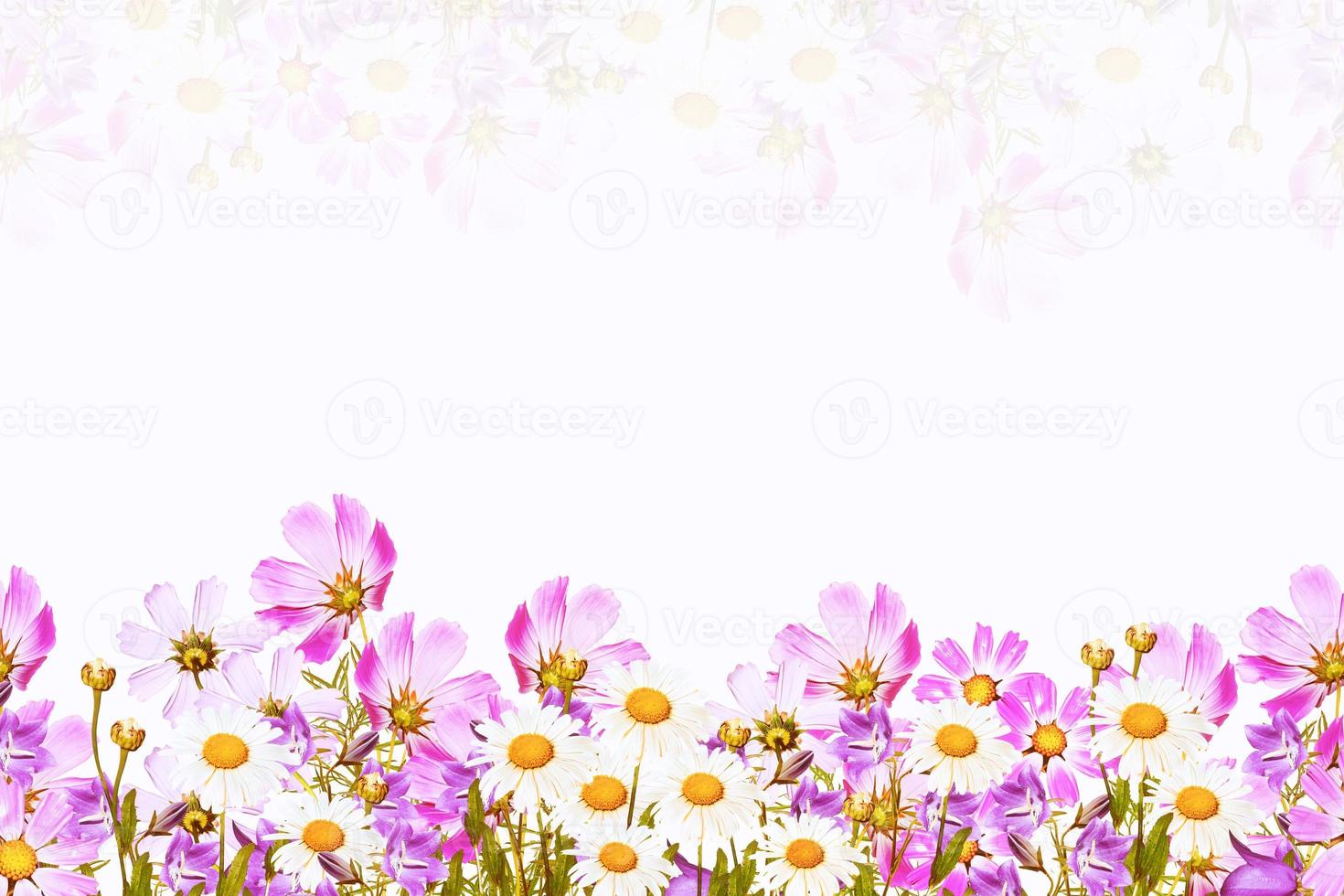 field daisy flowers and bells isolated on white background photo