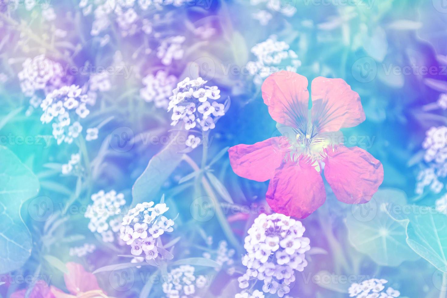 nasturtium flowers. Summer landscape photo