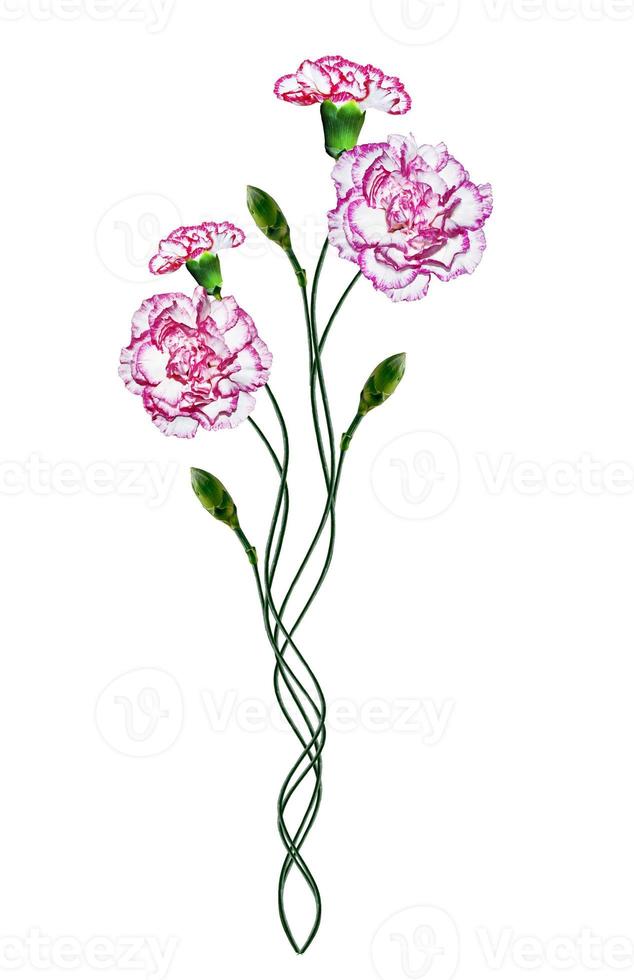 carnation flowers isolated on white background photo