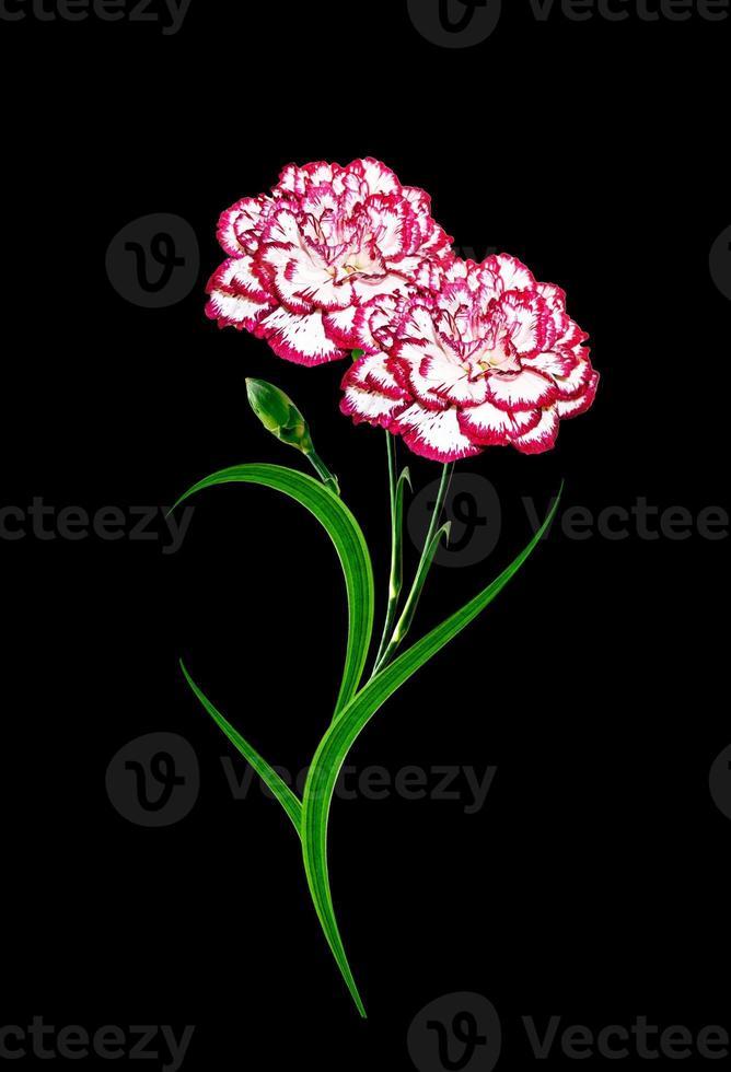 Bouquet of flowers carnation. photo