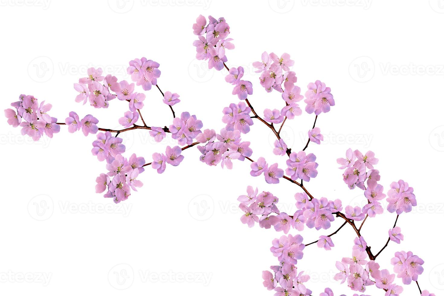 White apple flowers branch photo