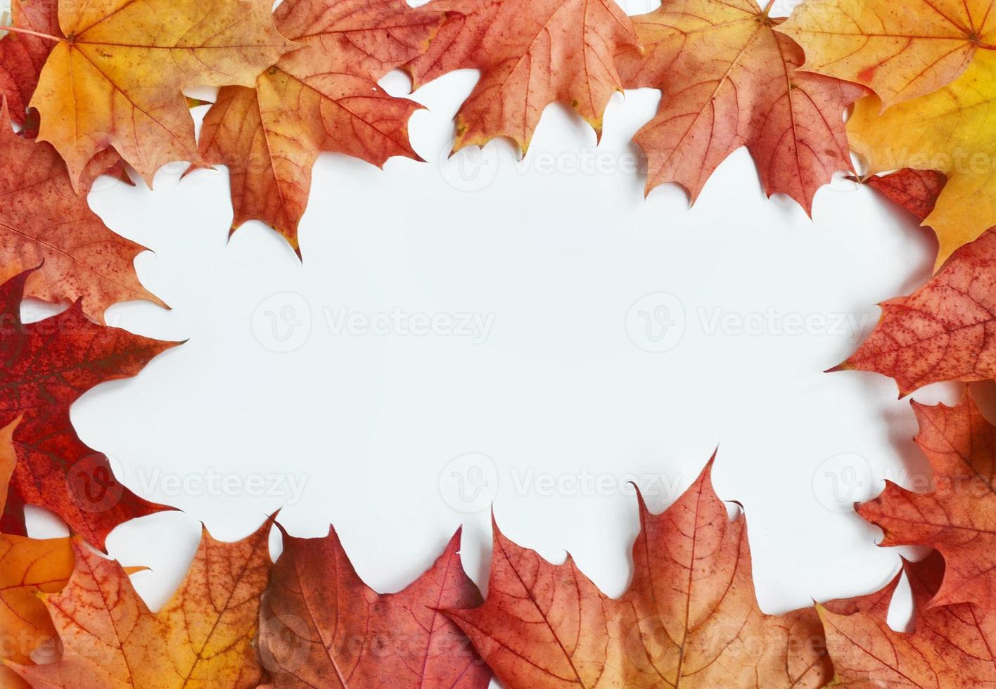 Bright and colorful autumn leaves photo