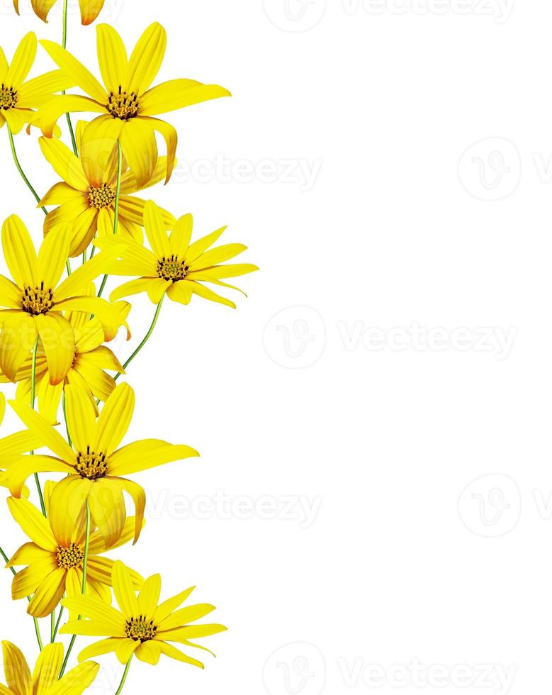 Dahlia flower isolated on white background photo