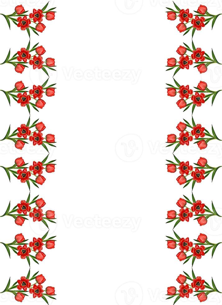 spring flowers tulips isolated on white background photo