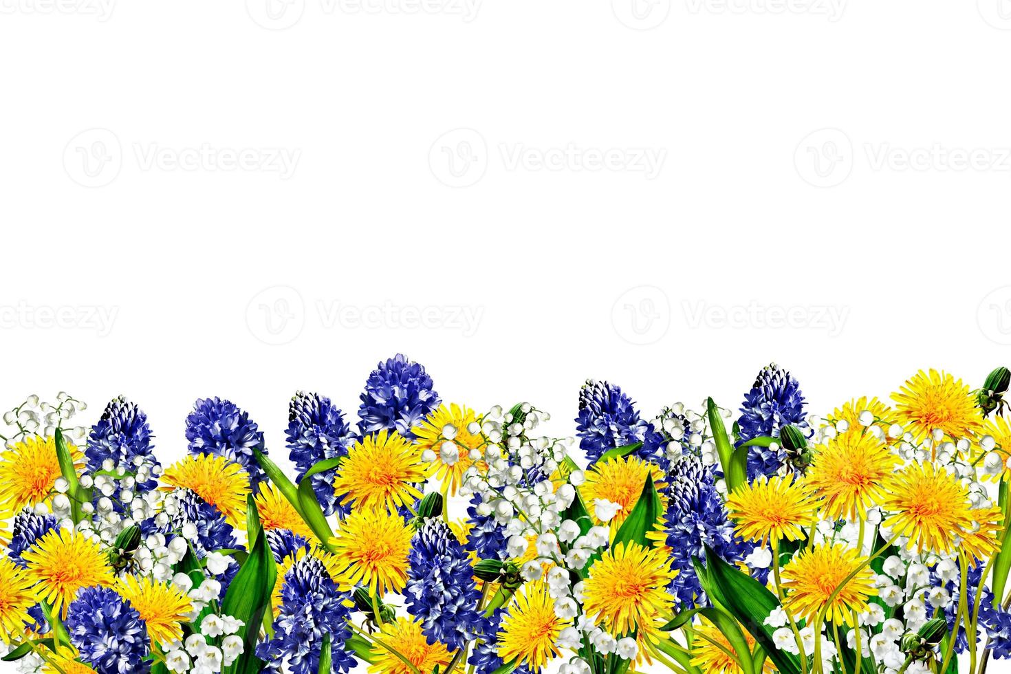 flowers isolated on white background photo