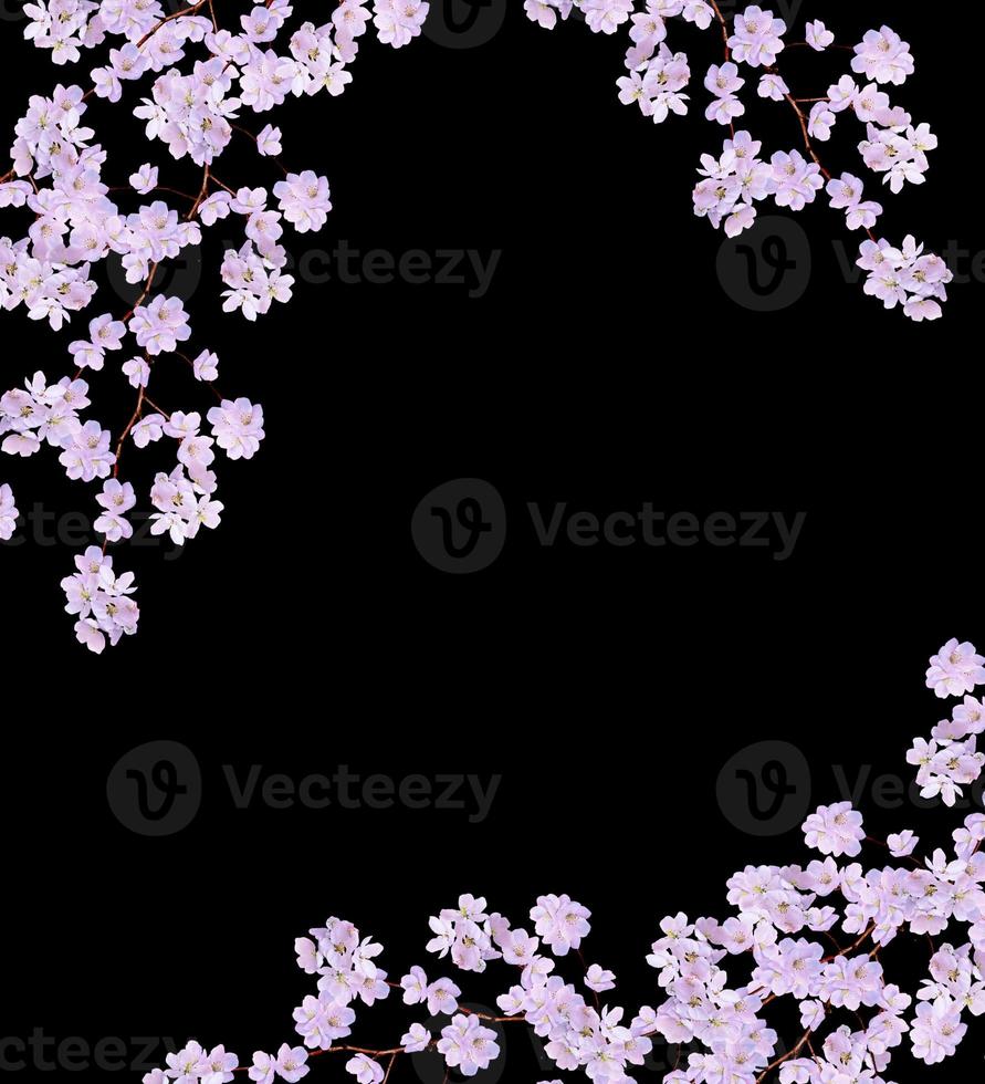 Beautiful delicate white flowers of apple blossom isolated on black background. branch photo