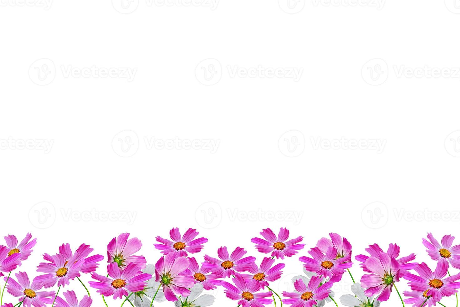 Cosmos flowers isolated on white background. Beautiful spring flowers photo