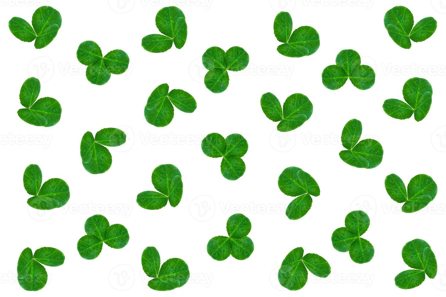 green clover leaves isolated on white background. St.Patrick 's Day photo