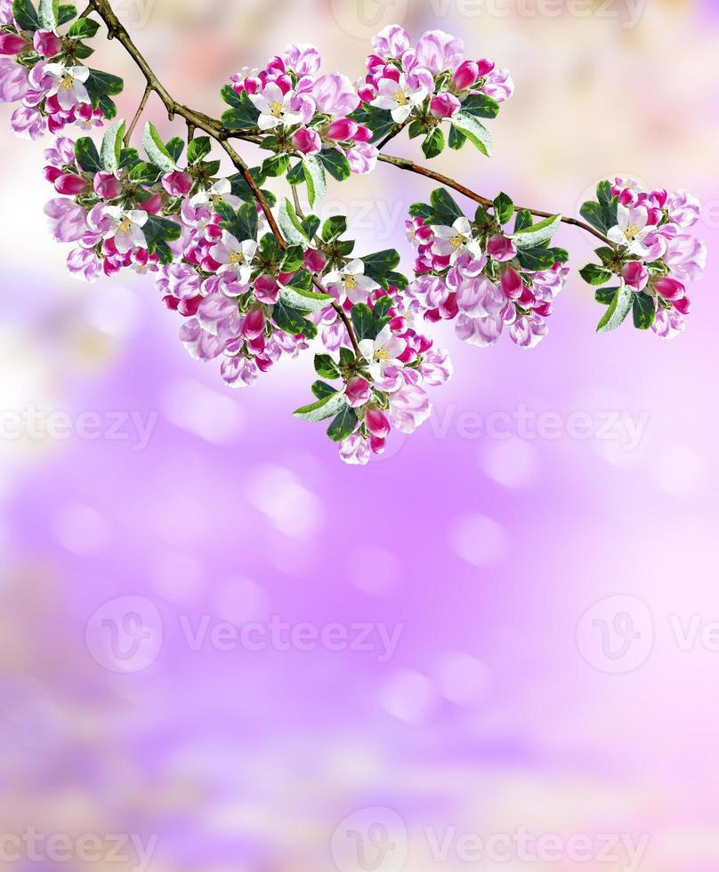 Flowering branch of plum photo