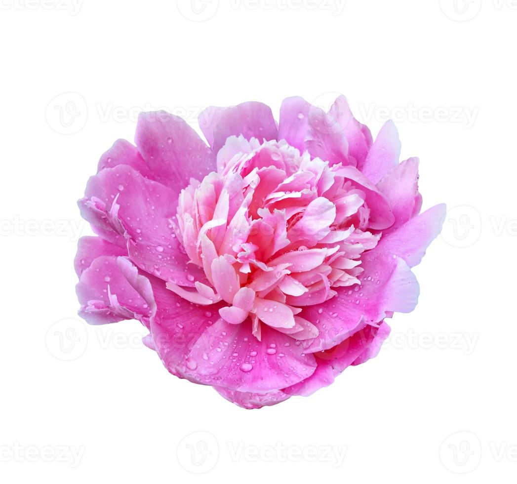 Colorful bright flowers peonies isolated on white background. photo