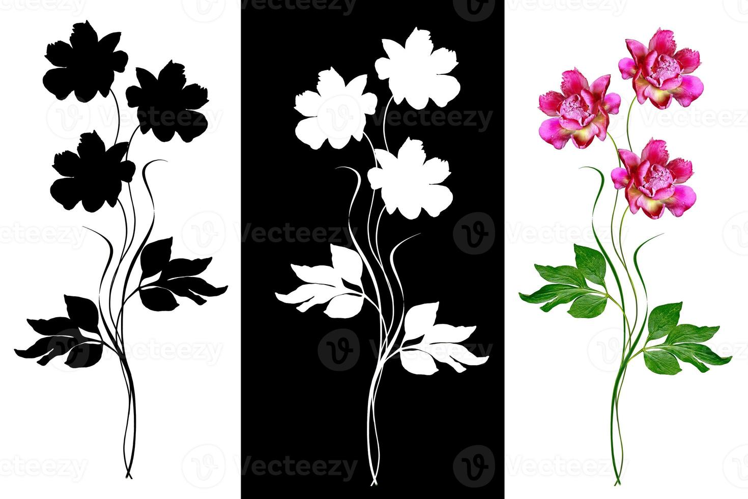 Colorful bright flowers peonies isolated on white background. photo