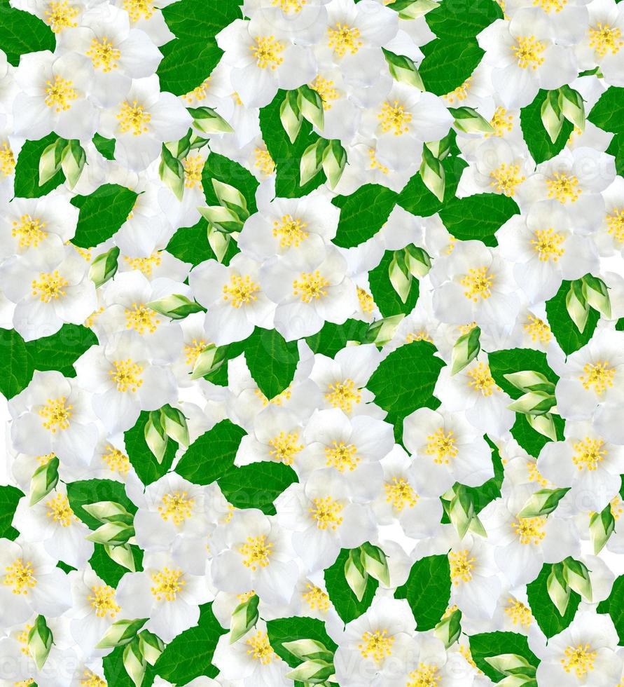 branch of jasmine flowers photo