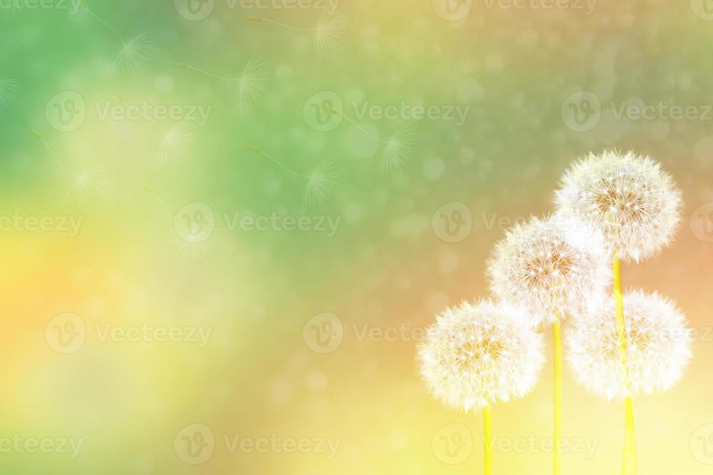 Fluffy dandelion flower against the background of the summer landscape. photo