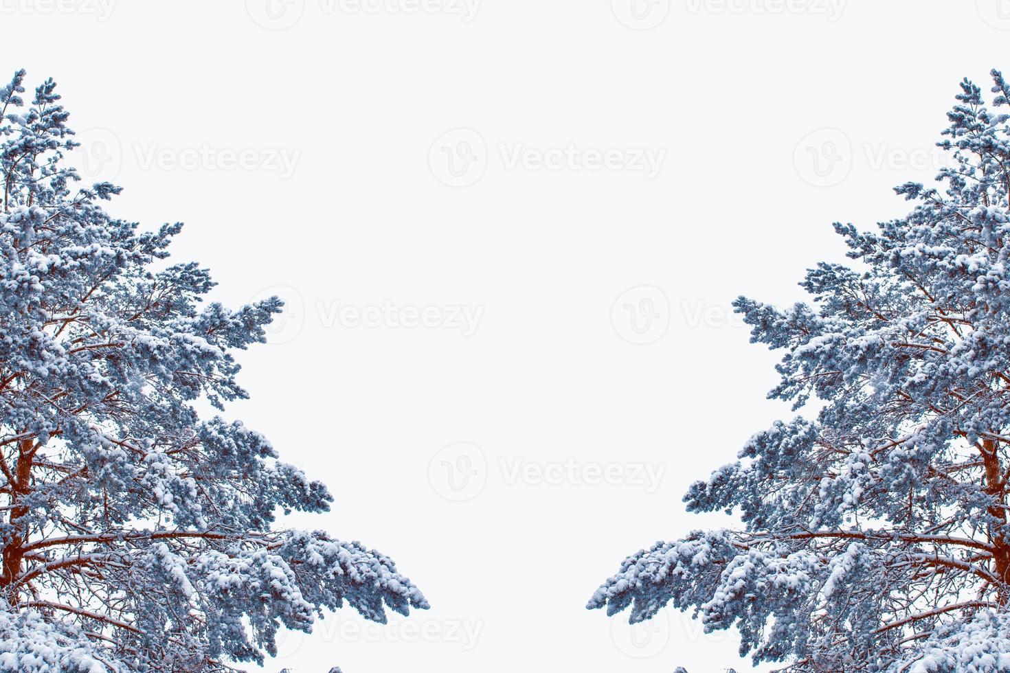 Christmas tree in the snow isolated on a white background. greeting card. photo
