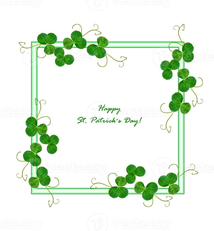 leaf clover on white background. Green foliage. St.Patrick 's Day. photo