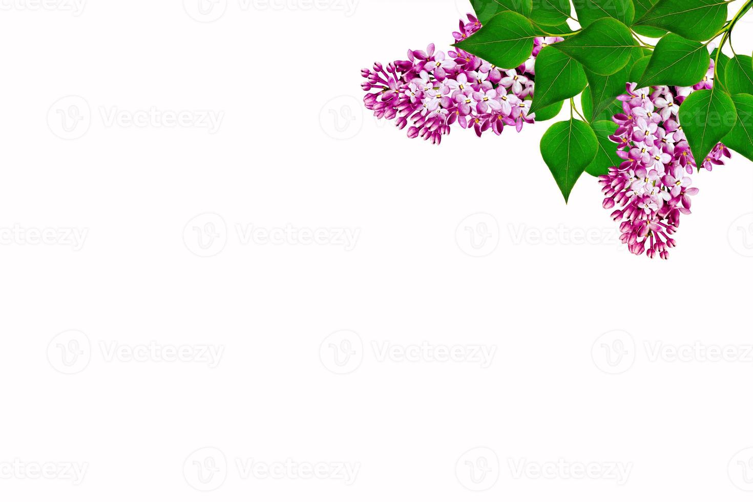 Branch of bright and colorful spring flowers photo