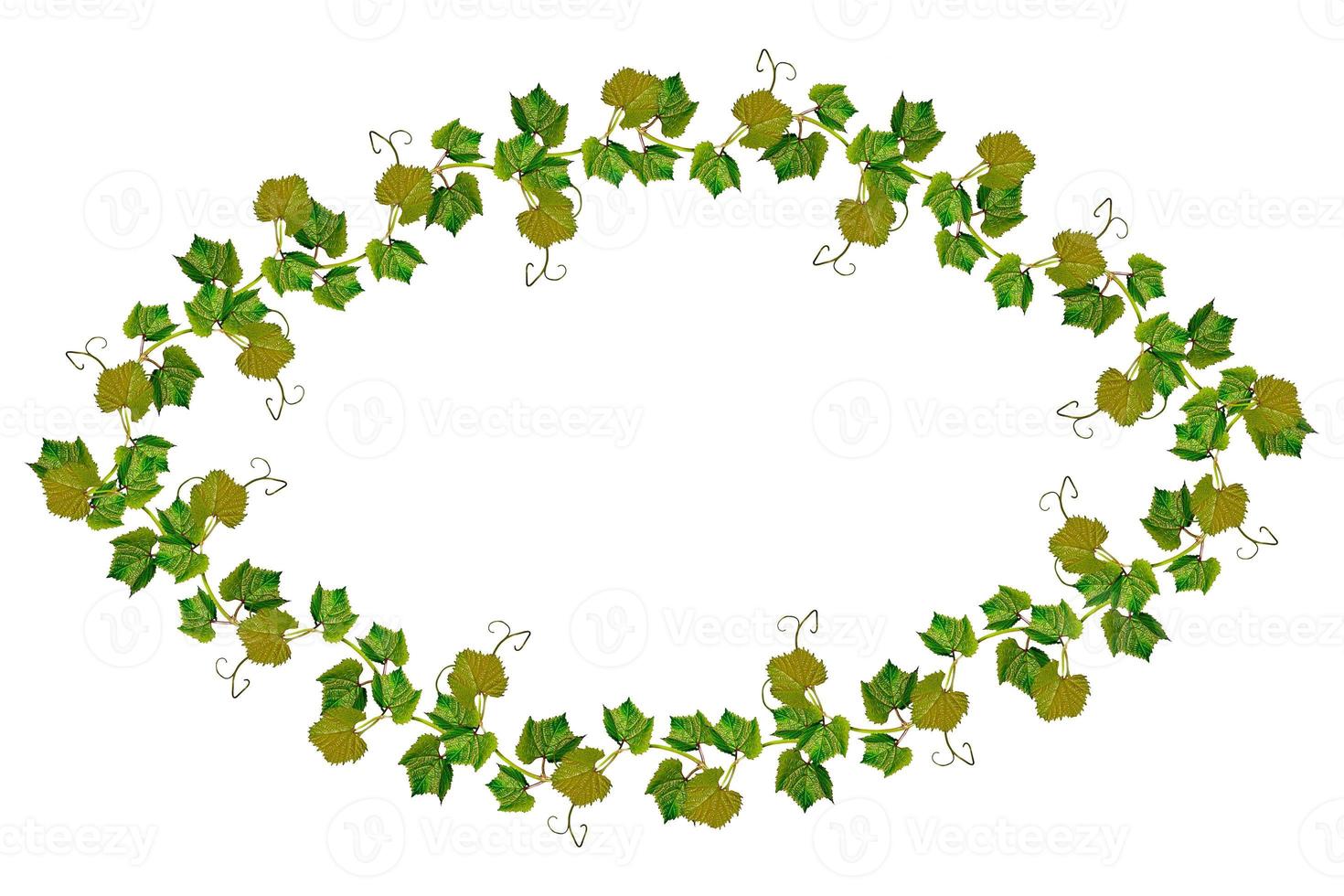 The branch of grapes isolated on white background. photo