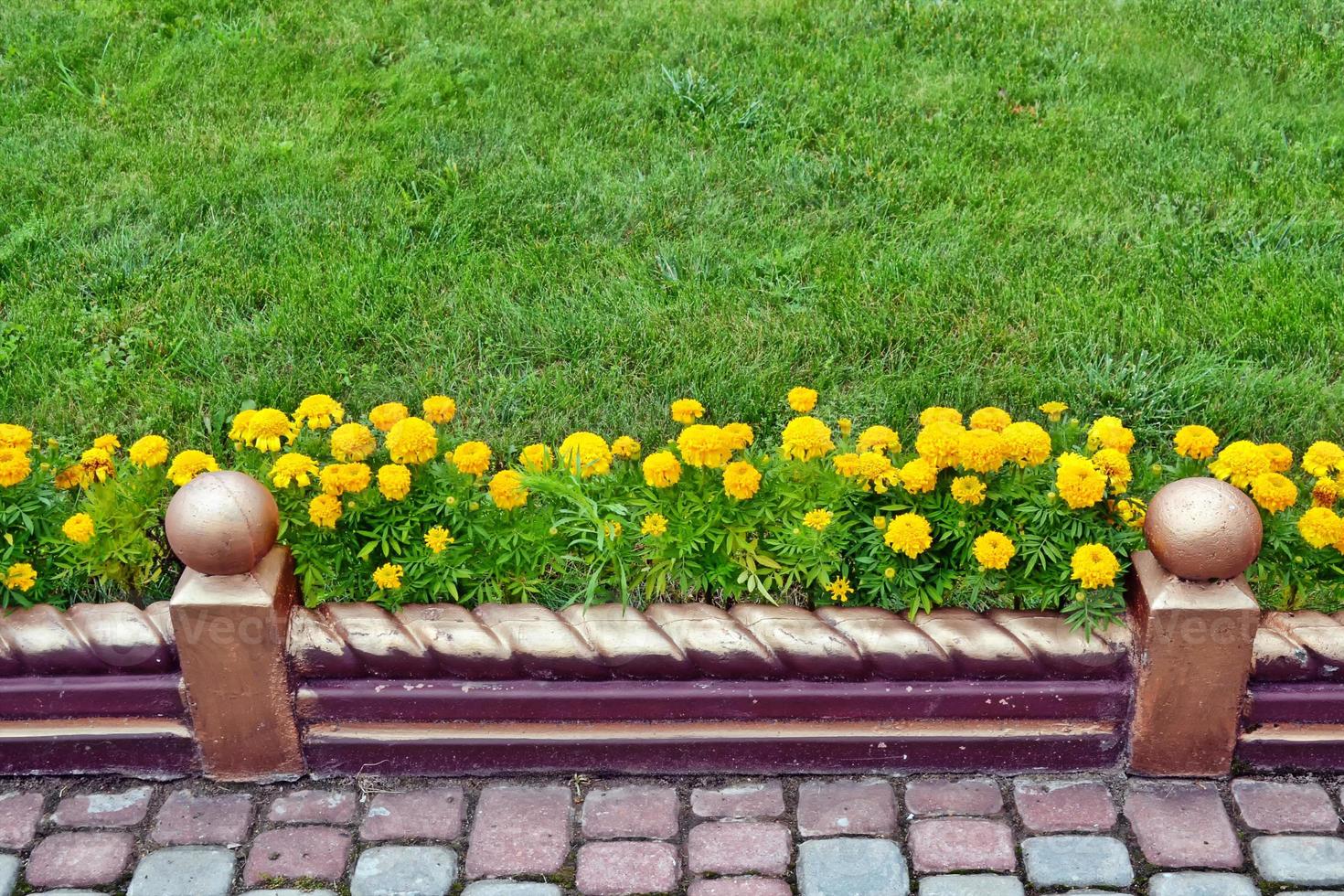 Colorful bright flowers marigold against the background of the summer landscape. photo
