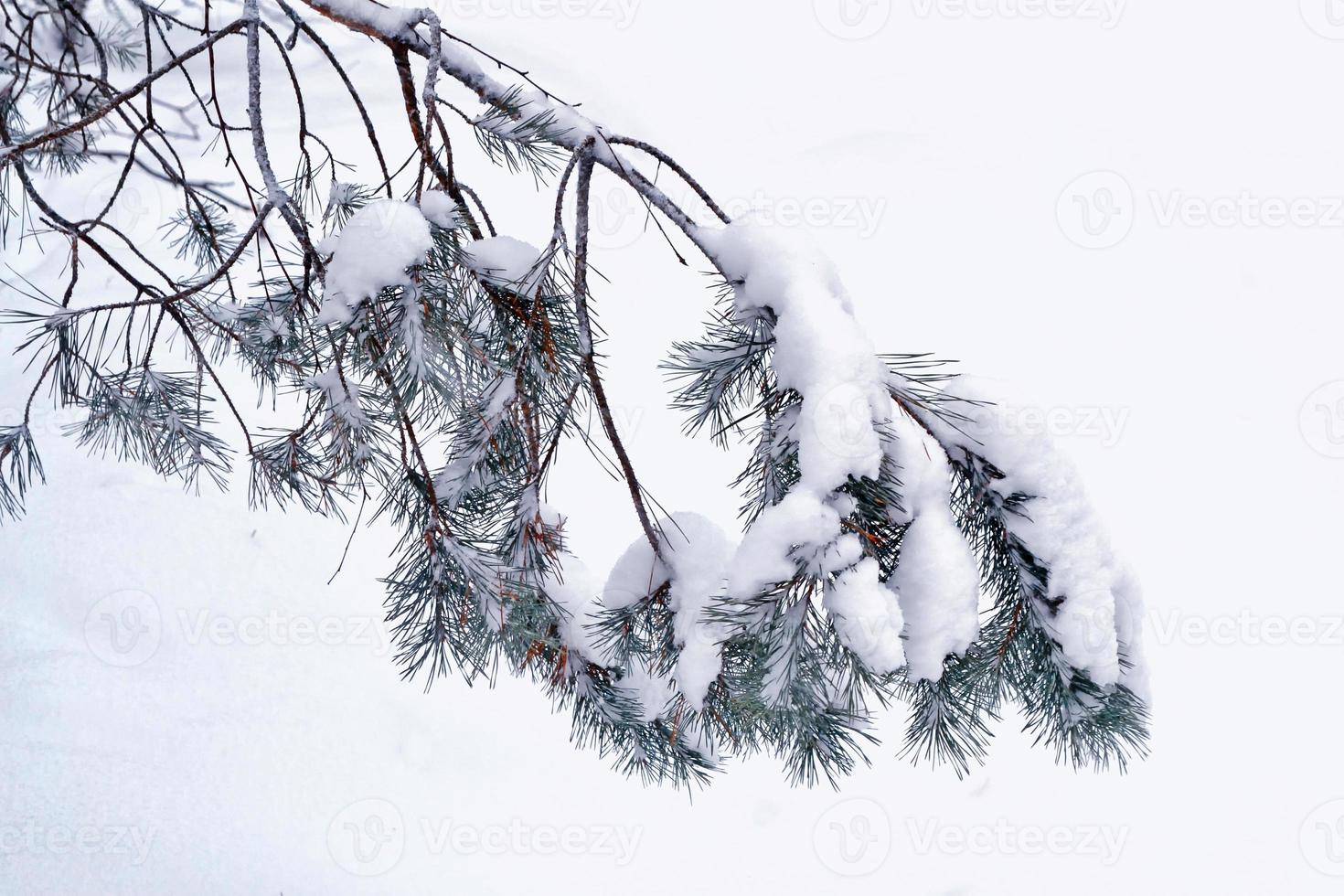 forest in the frost. Winter landscape. Snow covered trees. photo