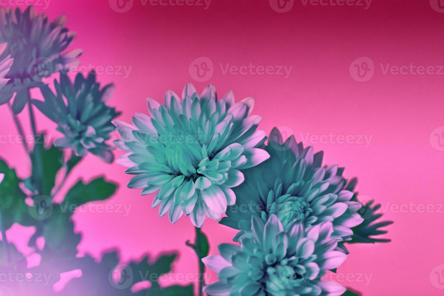 Colorful chrysanthemum flowers on a background of the autumn landscape photo