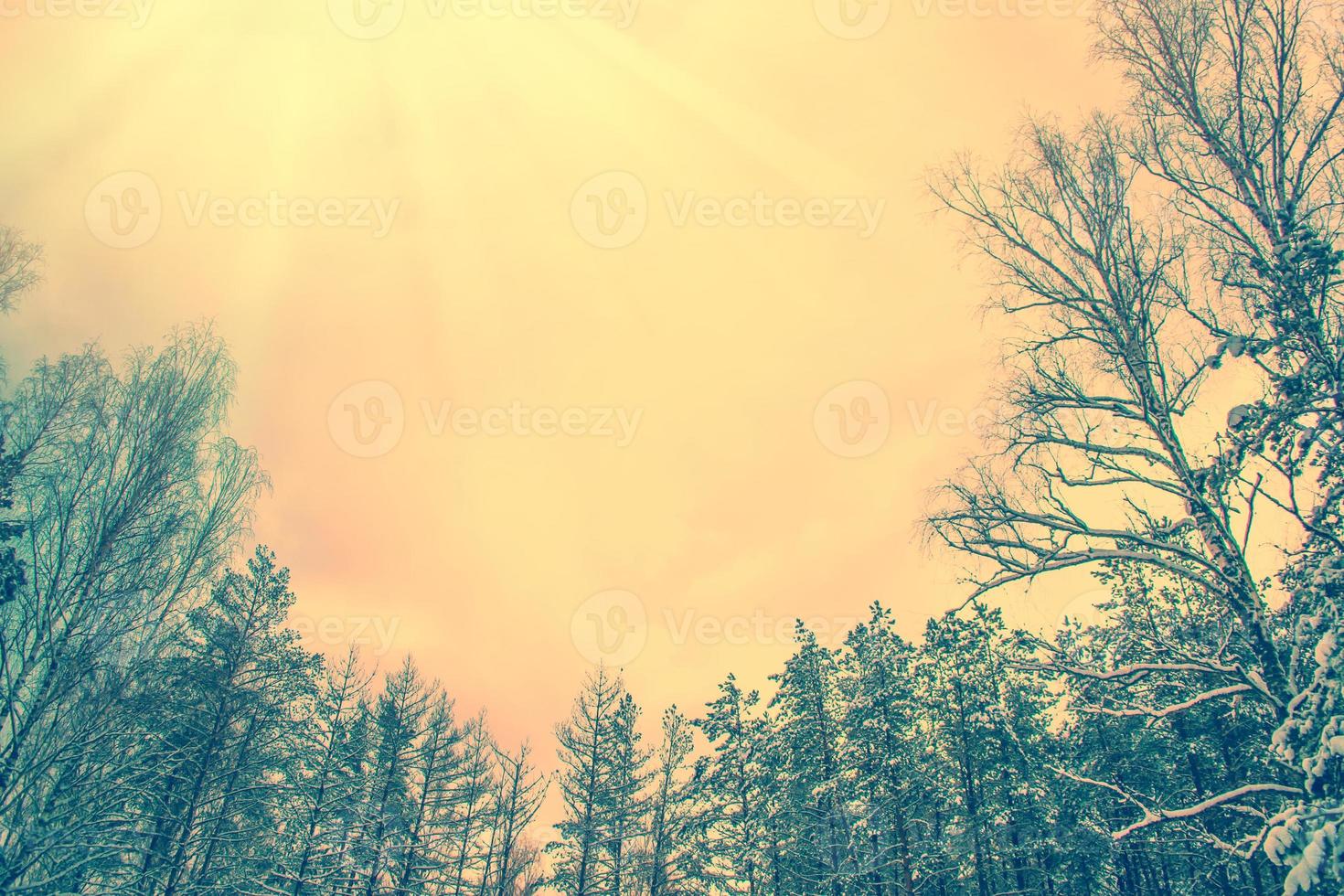 Frozen winter forest with snow covered trees. photo