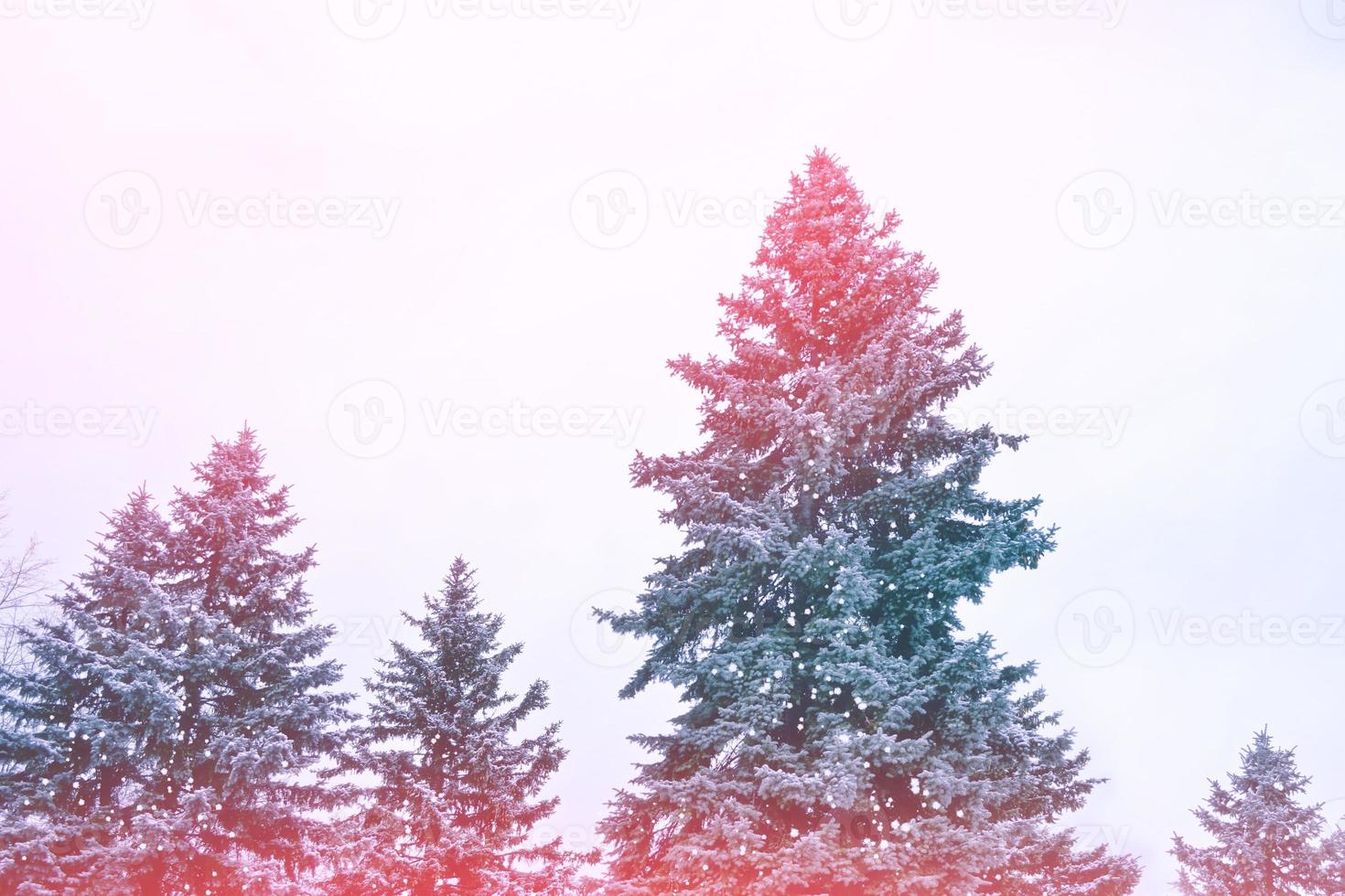 Frozen winter forest with snow covered trees. photo