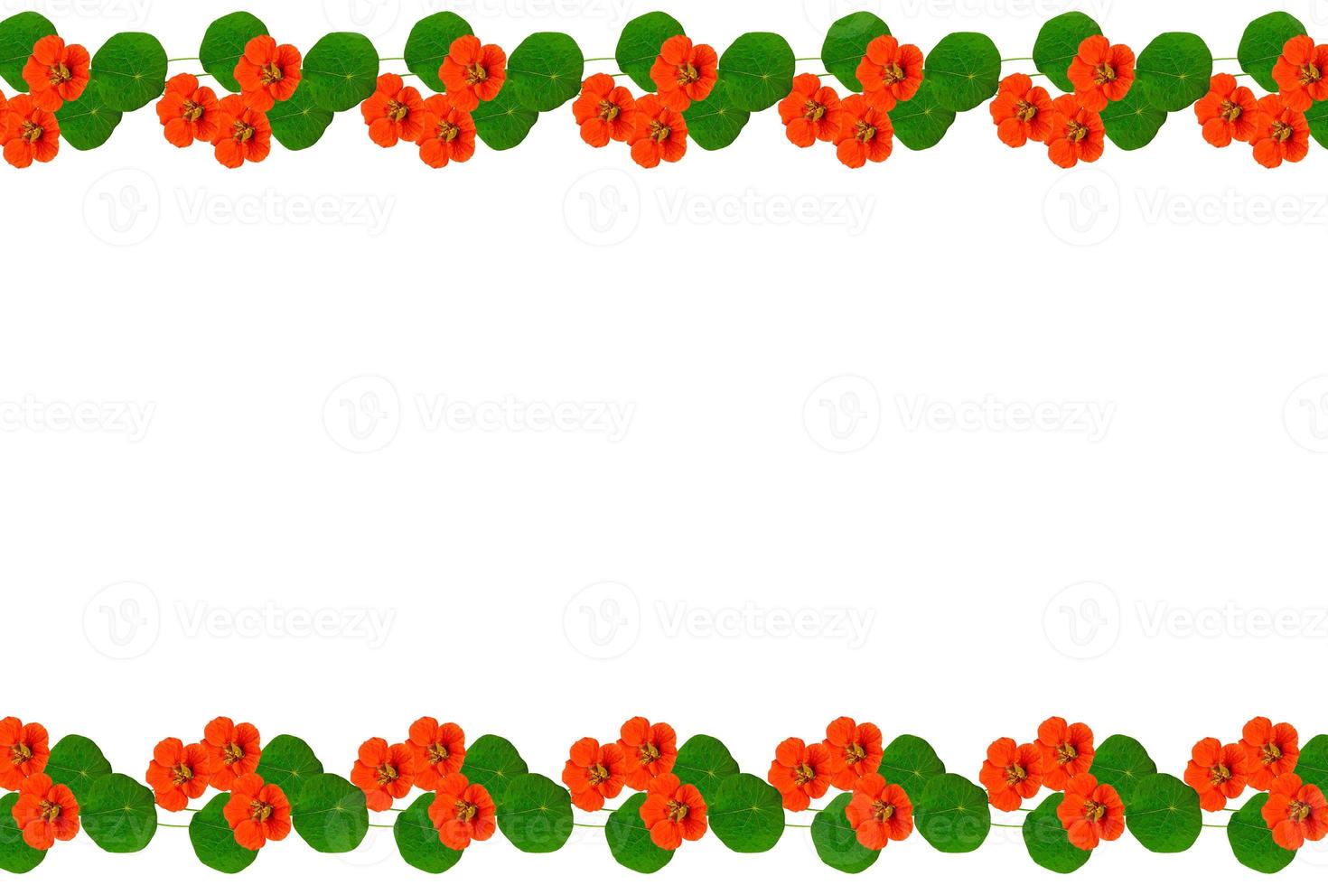 Autumn nasturtium flowers isolated on white background. photo