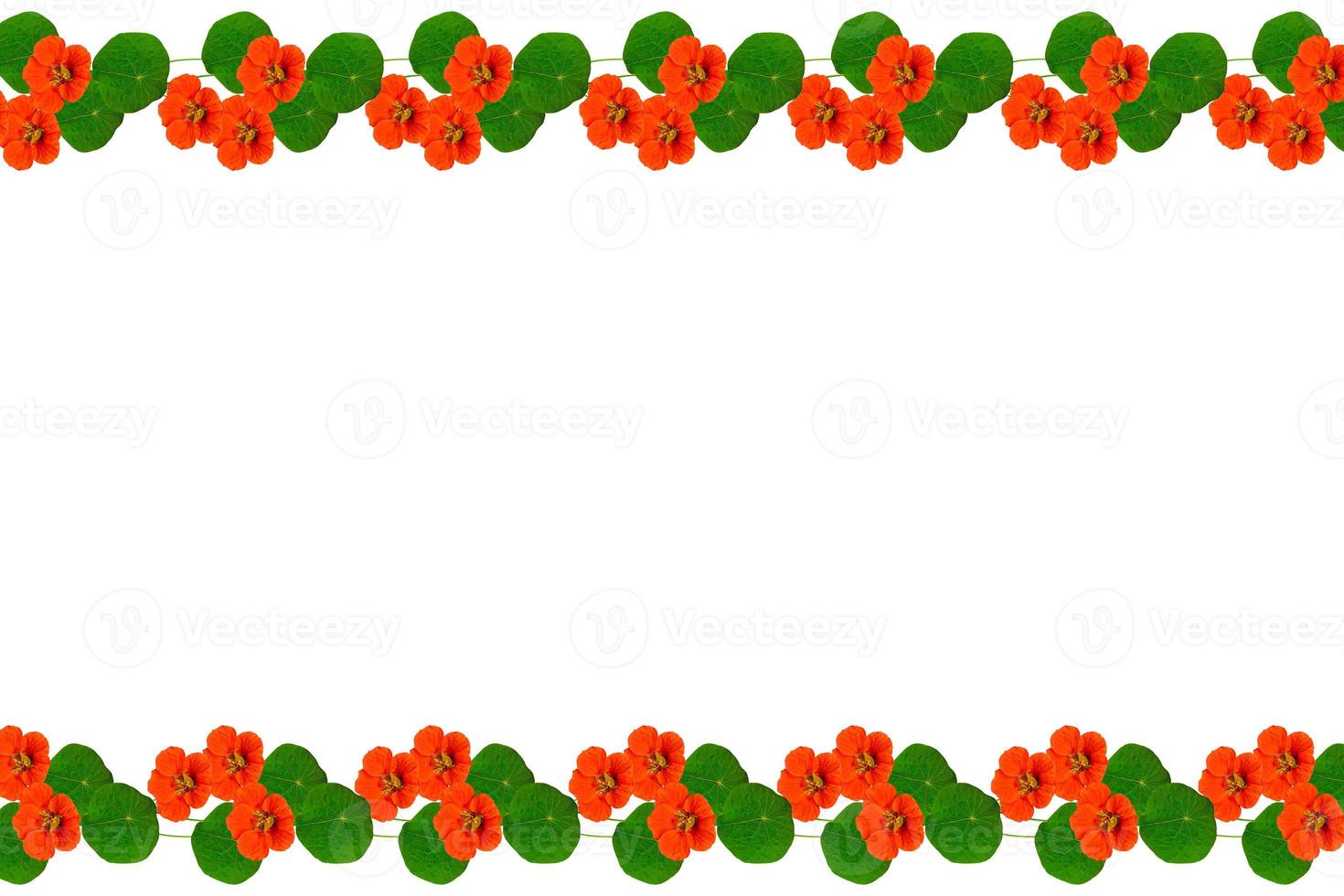 Autumn nasturtium flowers isolated on white background. photo