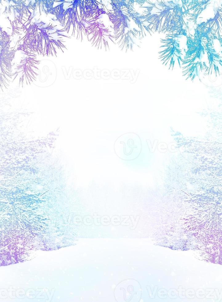 forest in the frost. Winter landscape. Snow covered trees photo