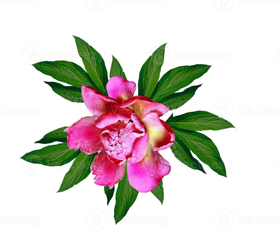 peony flowers isolated on white background. photo